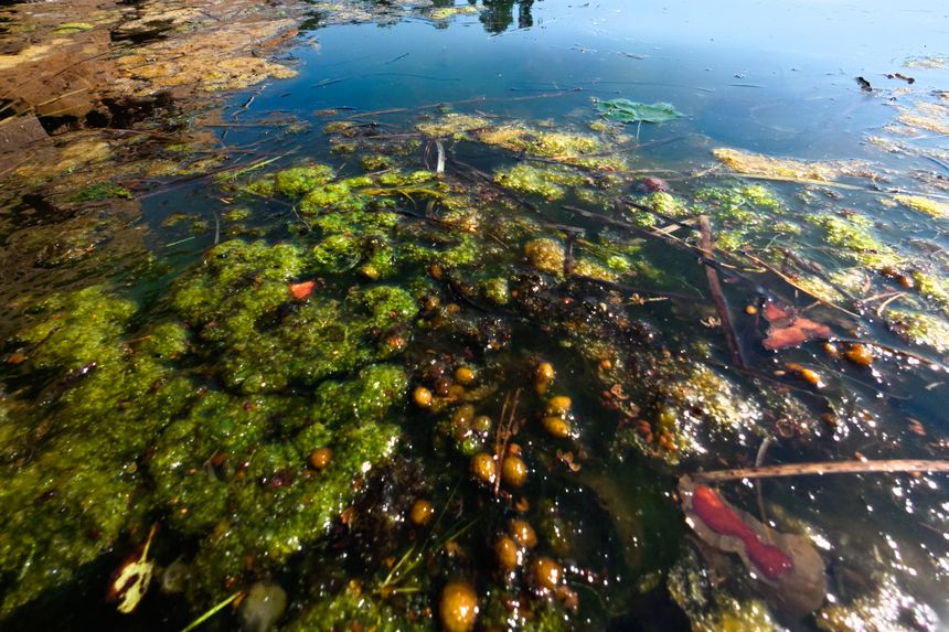 Brune og grønne alger, kalt lurv, vokser i Oslofjorden på grunn av ubalanse i økosystemet. Foto:  Terje Bendiksby/NTB