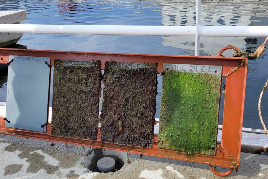 Begroing av båter er et problem. Men en ny og mer miljøvennlig metode å bli kvitt den på, kan være på vei. Disse overflatene var ikke preparert med noe. Foto: Michael Kelly/NTNU