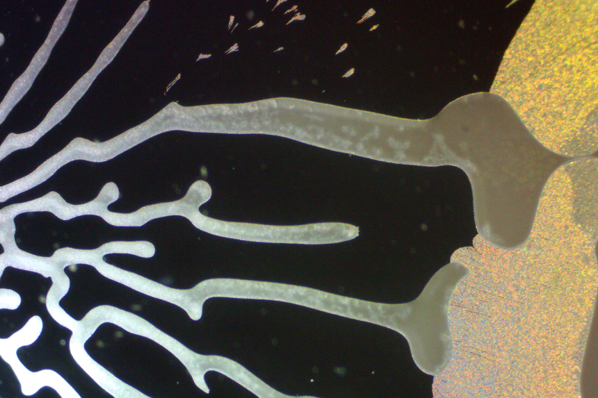 Partiklene i væsken har dannet «fingre» som etter hvert utvikler seg videre til labyrinter. Foto:   I. Beechey-Newman og E. Eiser/Porelab
