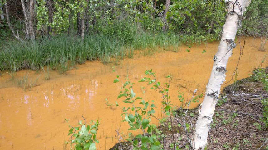 Utfelling av jernforbindelser har gitt bekken en rustoransje farge.  Foto: Mila Pelkonen
