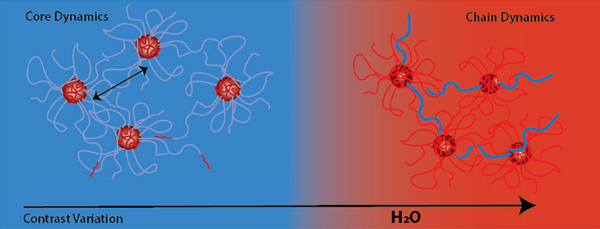 Illustrasjonen viser hvordan det er mulig å se ulike deler av materialet med nøytronspredning avhengig av hvordan materialet merkes. Slik kan forskere se på ulike deler av strukturen i materialet. På venstre side ser du kjernene i materialet. De flytter lite på seg. På høyre side kan du se kjedene som beveger seg mellom kjernene. Illustrasjon:  Macromolecules 2025, 58, 18, 9754-9762