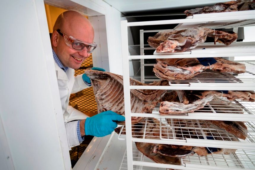 Michel Bantle som Sintef-forsker i 2014. Prosjektet gjaldt å bruke en varmepumpe til å tørke pinnekjøtt med minst mulig energi. Foto:  Thor Nielsen/Sintef