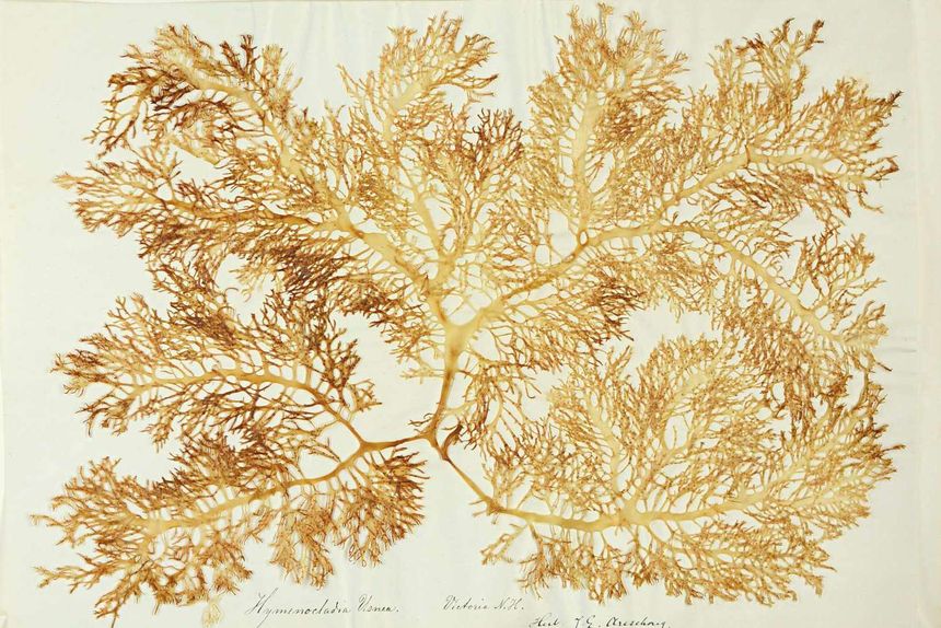 Her ser du en av algene som ble digitalisert. Kan du se hva som står her? Foto: Naturhistorisk museum