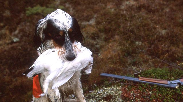 Norges jegere vil bli en stor ressurs hvis landet rammes av krig eller krise