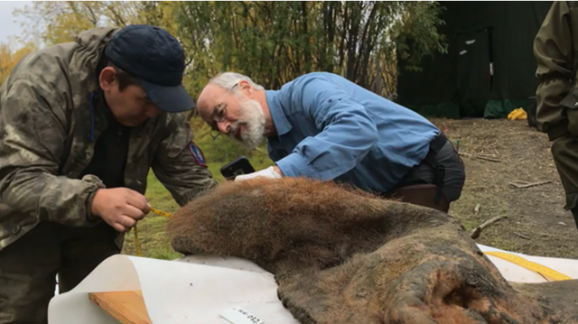 Nedfrosset i nesten 40.000 år – nå «snakker» mammuten igjen