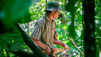 Illustrasjon av IT-kaos hindrer kampen mot avskoging