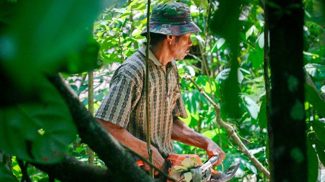 IT-kaos hindrer kampen mot avskoging