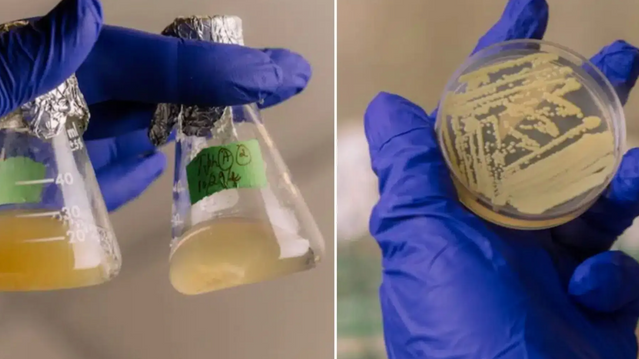 Bakterier «spiller døde» i Nasas renrom – kan få haik til Mars