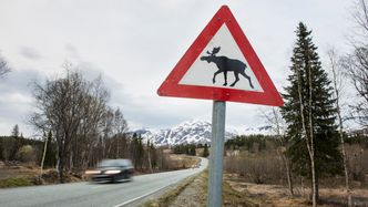 Forskere vil gjøre det mindre sannsynlig at du treffer en elg