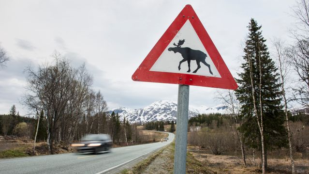 Fem spørsmål og svar om viltvarsling