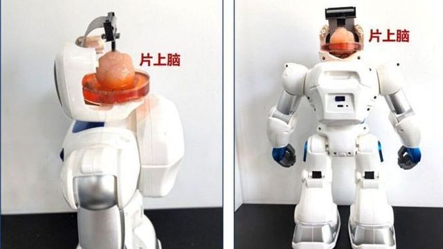 Forskere laget robot med menneskelige hjerneceller