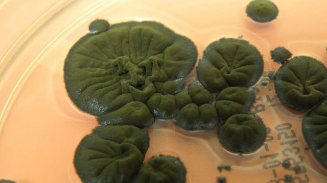 Sopp i Tsjernobyl ser ut til å kunne «spise» stråling