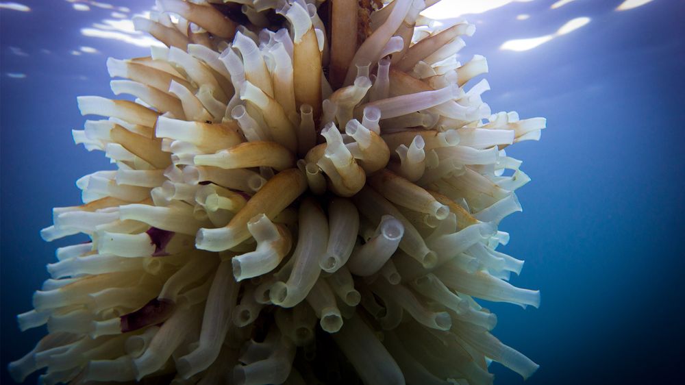 Illustrasjon av Dette helt vanlige sjødyret kan bli byggestein til nye organer