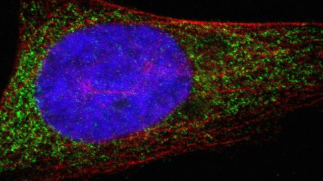 Energisentrene i cellene holder oss friske
