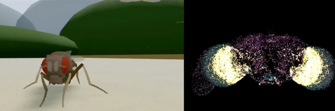 Illustrasjon av De har lastet opp en hjerne i en simulator – men er det mer enn bare en flue?