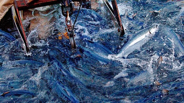 Villaks og sjøørret smittes i liten grad av oppdrettsfisk