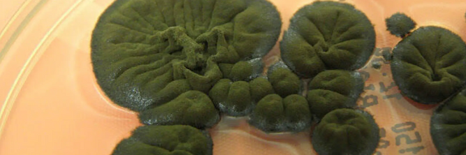 Illustrasjon av Sopp i Tsjernobyl ser ut til å kunne «spise» stråling