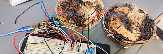 Illustrasjon av Forskere har bygget fungerende dataminne av sopp