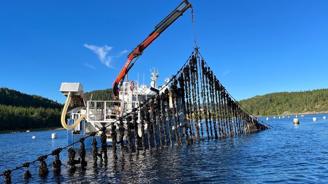 Blåskjell kan bli mat for laksen