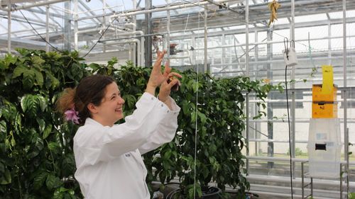 Illustrasjon av Vil dyrke eksotisk frukt med restvarme fra datasentre