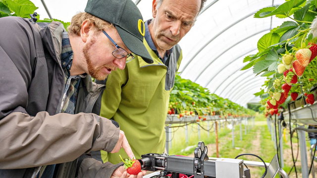Sensor avslører når jordbærene er best