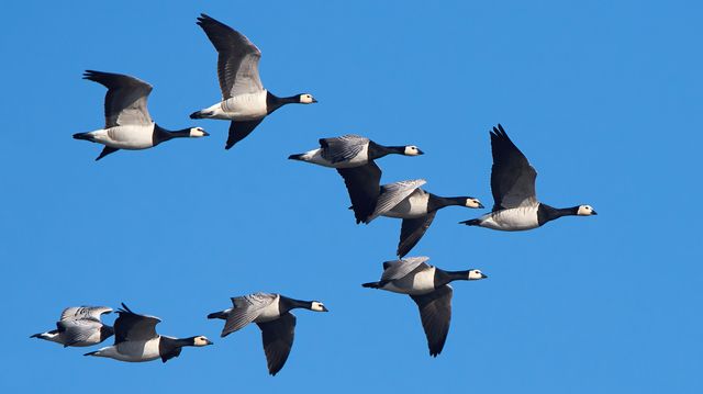 Nærmer seg målet om å fly passasjerfly slik som gjess