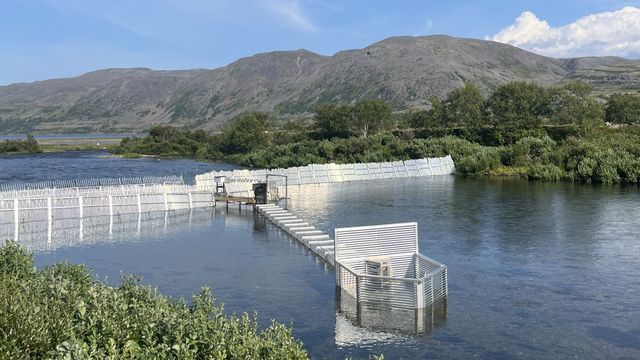 KI-baserte fiskefeller i finale for å stanse pukkellaks