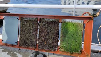 Illustrasjon av Fant ny metode for å hindre groe på båter