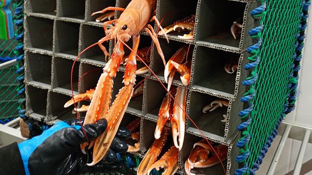 Kjøleanlegg i små fiskebåter kan minske matsvinn og gi bedre kår for fangsten