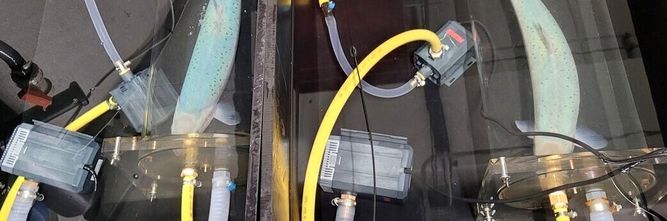 Illustrasjon av Forskere fant ut hvorfor steril laks ikke klarer seg