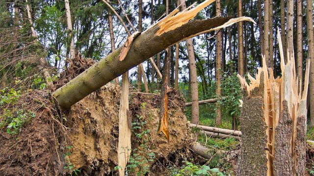 Satellittbilete viser korleis stormar skadar skogen