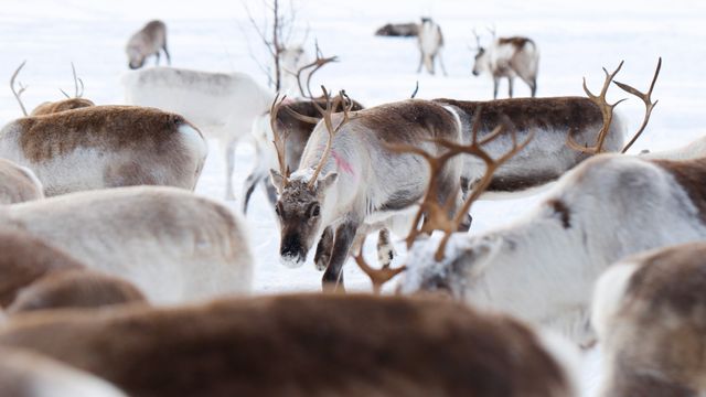 Kautokeino sier nei til gruvedrift