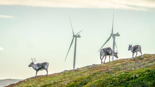 Illustrasjon av Reineiere i Fosen fikk 100 millioner for å flytte dyr: – Nå blir det konflikt