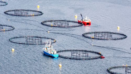 Illustrasjon av Fiskeoppdrett gjør minst skade på havbunnen i nord