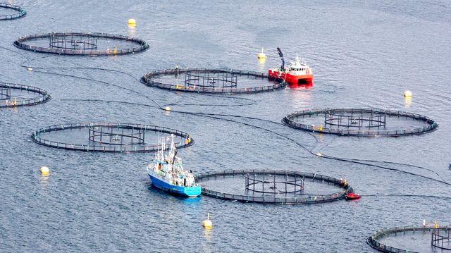 Fiskeoppdrett gjør minst skade på havbunnen i nord
