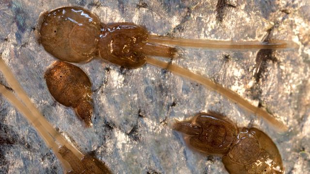 Mattilsynet varsler bøter etter voldsom økning i antall lakselus i oppdrettsanlegg i Nord-Norge