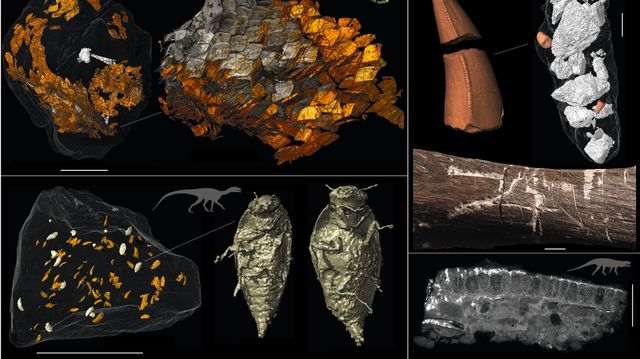 Fossil bæsj kan gi svar på hvorfor dinosaurene ble så store