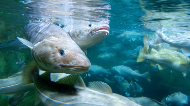 Innovasjon: Norge fortsatt langt bak Sverige, Finland og Danmark