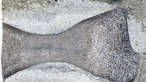 Illustrasjon av Fant bein fra fiskeøgle i CO2-lager: – Det er nåla i høystakken