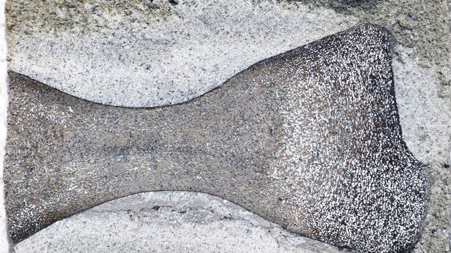 Fant bein fra 166 millioner år gammel fiskeøgle i CO2-lager