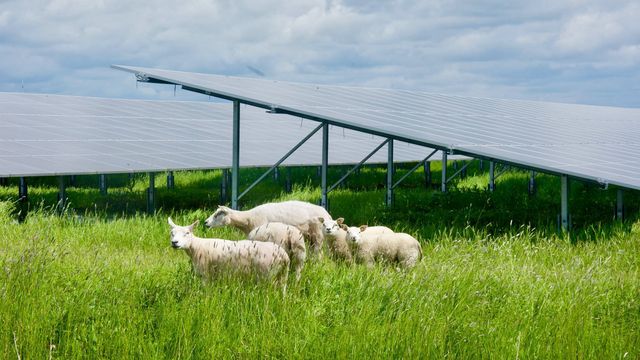 Vil koble ut solparker ved behov. «Ja takk», sier utbyggerne
