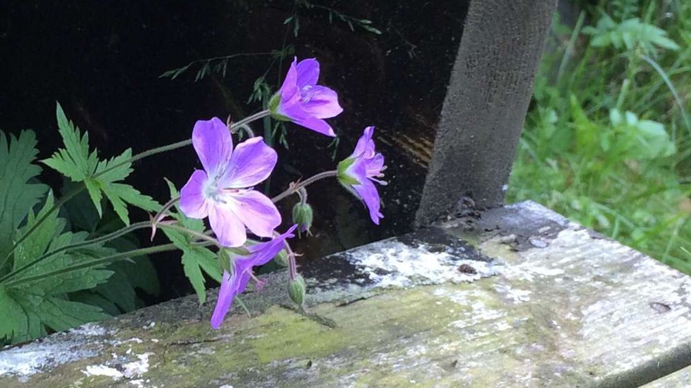 Illustrasjon av Plantene i skogen kan si deg hvilke sopper du finner