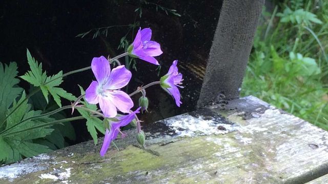 Plantene i skogen kan si deg hvilke sopper du finner