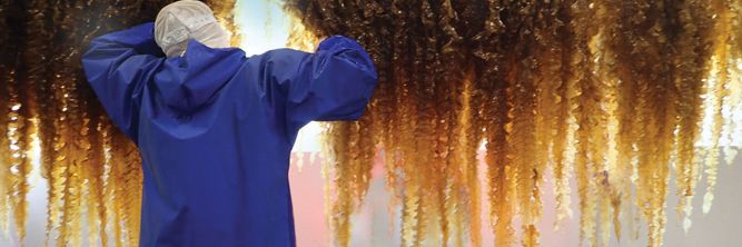 Illustrasjon av Taredyrking er en test på framtidens verdiskaping, mener forsker