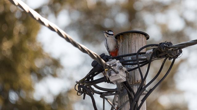 Kongsvinger-gründere vil redde kraftstolper fra hakkespetter