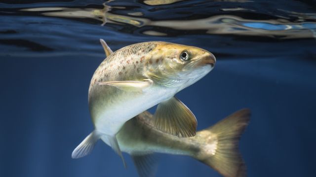 Ny metode avslører hvordan fisken har det