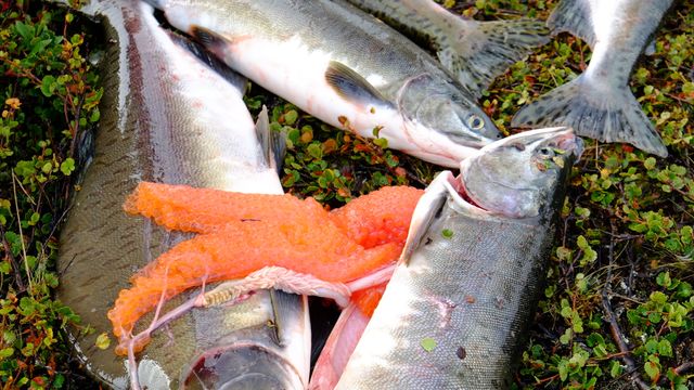 Nå skal «den andre» pukkellaksbestanden overvåkes