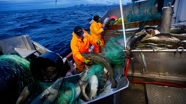 Elleve EU-land retter fiskekritikk mot Norge