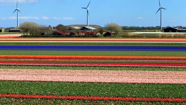 Gratis strøm i Sør-Norge og priskollaps i Nederland