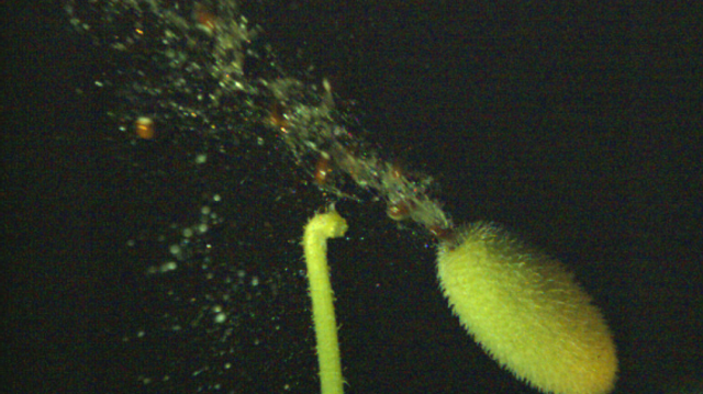 Eselagurken: Et mekanisk vidunder uten sidestykke